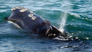 right whale