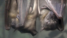Burlington, Oakville, bats
