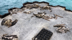 Dead seabirds