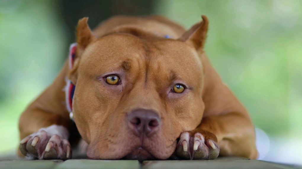Private member's bill to overturn Ontario pit bull ban introduced in  legislature
