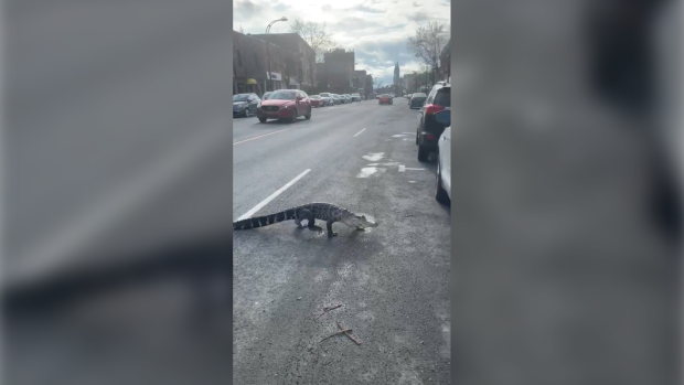 Alligator gets loose in Montreal
