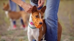 A dog wearing a muzzle at a dog park. (Shutterstock)