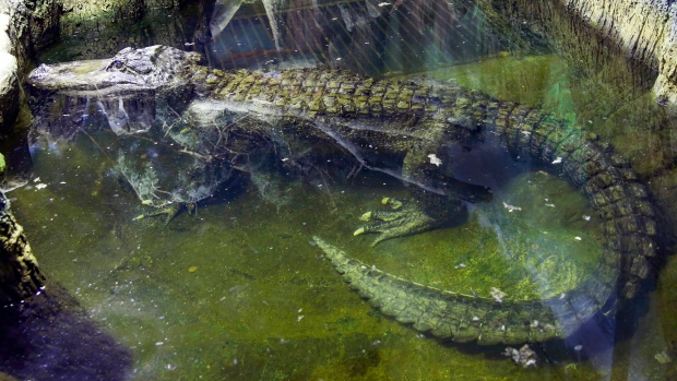 Hitler Alligator