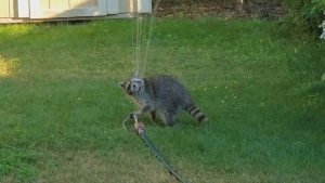 Toronto Raccoon tries to beat heat