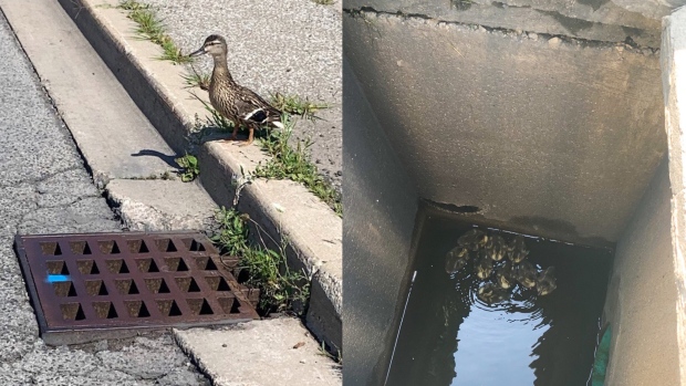 ducklings, sewer, Brampton