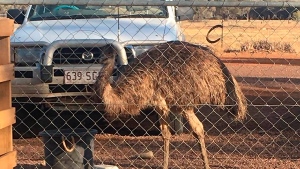 Carol the Emu