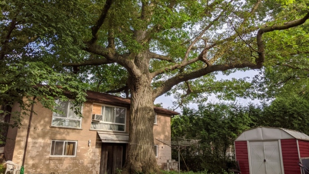 Toronto oak tree