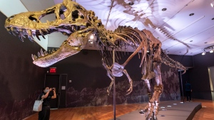 Tyrannosaurus rex auction 