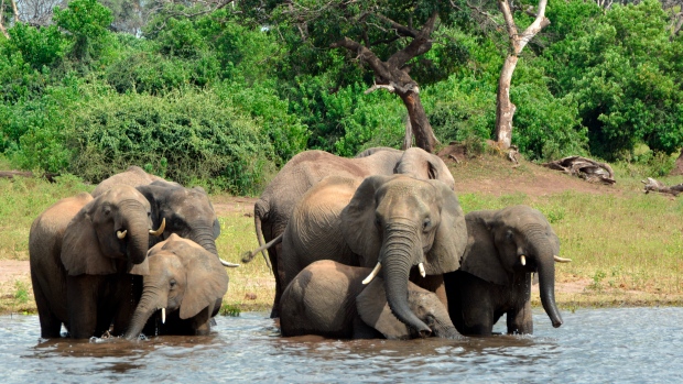 Botswana elephants 
