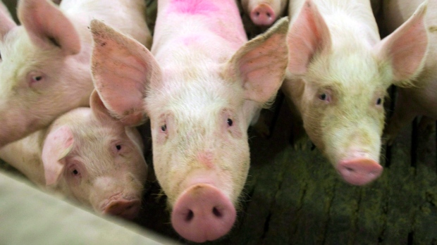 Pigs/Swine flu