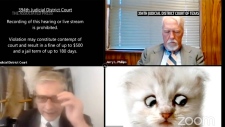 Lawyer turned into cat