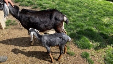 Juniper the goat