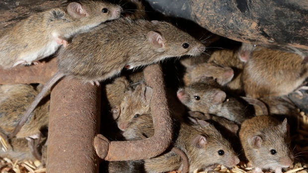 mice, Australia, 