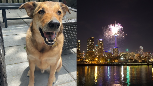 Toronto man reunited with emotional support dog spooked by Canada Day fireworks