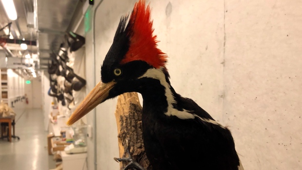 Ivory-billed woodpecker specimen 