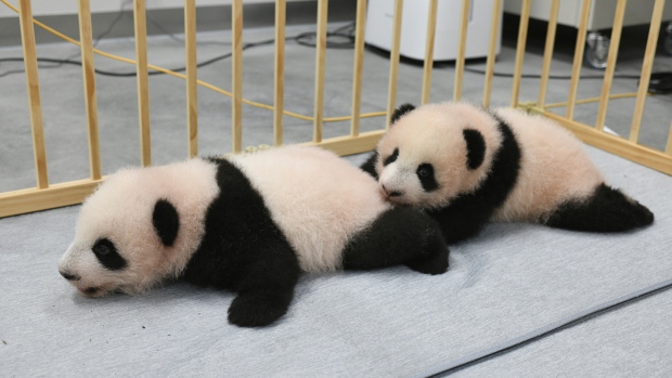 Japan pandas