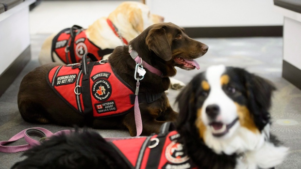 Canadian Veterans Service Dogs