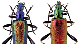 This image depicts beautiful metallic beetles, with the male (left) and female (right) side by side, discovered in India. (Telnov, 2021 via CNN)