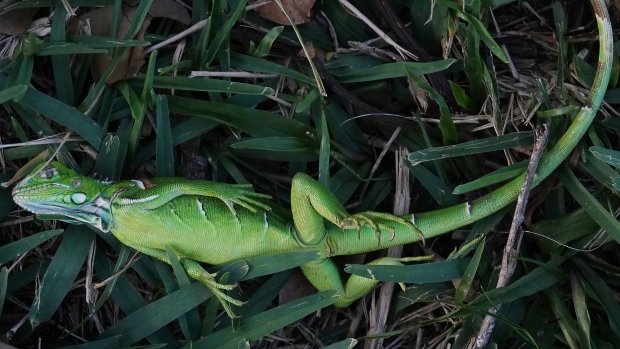 Florida iguana