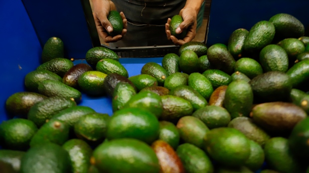 Mexico avocados