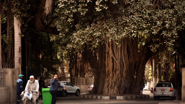 بينما تتغير القاهرة ، يقاتل المصريون لإنقاذ أشجارهم