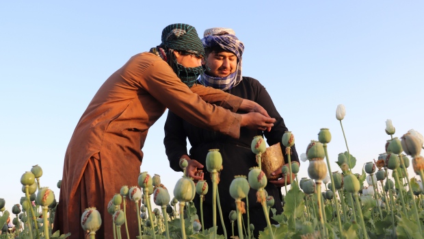Opium harvest