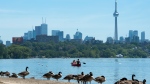 Canadian Geese watch on the beach as people paddle in a canoe on Lake Ontario in Toronto on Monday, July 15, 2019. THE CANADIAN PRESS/Nathan Denette