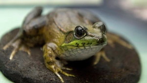 A green frog is seen at the interpretive centre at the Greenwich peninsula portion of Prince Edward Island National Park in Greenwich, Prince Edward Island on Tuesday, Aug. 29, 2017. THE CANADIAN PRESS/Andrew Vaughan