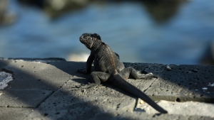 FILE - A marine iguana suns itself on the edge of a boardwalk in San Cristobal, Galapagos Islands, Ecuador on May 2, 2020. More than one in five species of reptiles worldwide, including the marine iguana, are threatened with extinction, according to a comprehensive new assessment of thousands of species published Wednesday, April 27, 2022, in the journal Nature. (AP Photo/Adrian Vasquez, File)