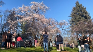 People gather to view the High Park cherry blossoms on May 4th, 2022. (Abby Neufeld/CTV News Toronto)