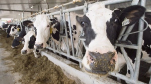 Dairy cows are seen at a farm on Aug. 31, 2018 in Sainte-Marie-Madelaine, Que. The Canadian Paediatric Society says it's not changing its stance on cows milk for babies after the American Academy of Pediatrics said it was an option in an emergency. The society's advice remains that parents wait as close to a year as possible before introducing cow's milk to a baby's diet. THE CANADIAN PRESS/Ryan Remiorz