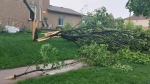A tree has been knocked down in Kitchener during a severe thunderstorm that hit southern Ontario Saturday afternoon. (Courtesy: Renee Chappell)