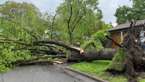 A large tree knocked down on Parkhurst Boulevard in Ottawa after a severe thunderstorm ripped across the city, May 21, 2022. (Kristy Cameron/Newstalk 580 CFRA)