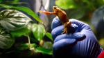 Vancouver Aquarium director of animal operations Dr. Dennis Thoney holds a Panamanian golden frog at the aquarium in Vancouver, B.C., on Thursday March 27, 2014. The aquarium has successfully bred the frogs, thought to be extinct in the wild, as part of a worldwide effort to preserve the species. They are native to the mountainous, higher-altitude regions of western-central Panama and the goal is to eventually re-populate their natural habitat in the country. THE CANADIAN PRESS/Darryl Dyck