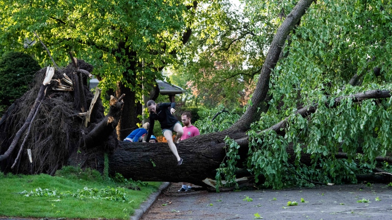 A resident climbs over a tree that was taken down and uprooted by a major storm in Ottawa on Saturday, May 21, 2022. THE CANADIAN PRESS/Justin Tang