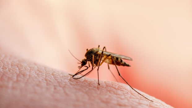 Flere West Nile Virus Positive Mosquitoes funnet i Durham Region og flere Breaking News her