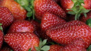 Fresh-picked strawberries are shown. U.S. and Canadian regulators are investigating a hepatitis outbreak that may be linked to fresh organic strawberries. (AP Photo/File)