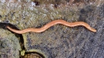 A hammerhead flatworm is seen in this photo, spotted in Newmarket, Ont. on Sept. 23, 2021. (David Rudkin)