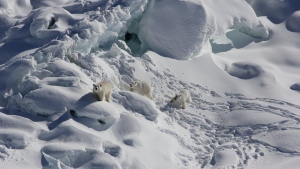 An adult female polar bear, left, and two 1-year-old cubs walk over snow-covered freshwater glacier ice in Southeast Greenland in March 2015. With limited sea ice, these Southeast Greenland polar bears use freshwater icebergs spawned from the shrinking Greenland ice sheet as makeshift hunting grounds, according to a study in journal Science released Thursday, June 16. (Kristin Laidre via AP)