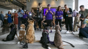 News media members with cameras take photos of dogs at a Westminster Kennel Club dog show preview event along with canine handlers in New York, Thursday, June 16, 2022. The dogs get the spotlight, but the upcoming show is also illuminating a human issue: veterinarians' mental health. (AP Photo/Ted Shaffrey)