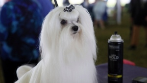 Bentley, a Maltese, waits to compete at the Westminster Kennel Club Dog Show, Tuesday, June 21, 2022, in Tarrytown, N.Y. (AP Photos/Jennifer Peltz)