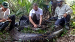 This Dec. 2021 photo provided by the Conservancy of Southwest Florida shows biologists Ian Bartoszek, right, and Ian Easterling, center, with intern Kyle Findley and a 17.7-foot, 215-pound female Burmese python captured by tracking a male scout snake in Picayune Strand State Forest. (Conservancy of Southwest Florida via AP)