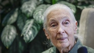 Jane Goodall speaks during an interview in Calgary, Alta., Wednesday, June 22, 2022. Goodall says she's sharing a message of hope and a cry to action as she returns to the stage for live events. THE CANADIAN PRESS/Jeff McIntosh