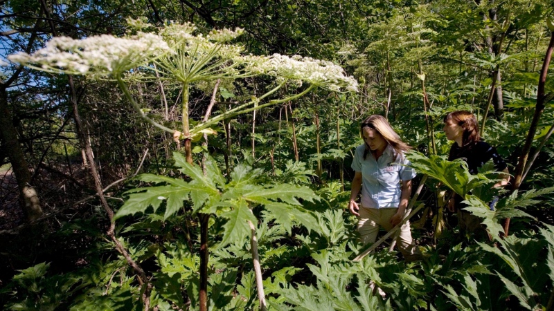 Giant hogweed is a dangerous, invasive plant that can cause severe burns and blisters, if its sap is touched.