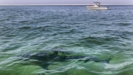 FILE - A shark is seen swimming across a sand bar on Aug. 13, 2021, from a shark watch with Dragonfly Sportfishing charters, off the Massachusetts' coast of Cape Cod. Megan Winton, of the Atlantic White Shark Conservancy, said Wednesday, June 29, 2022, that July is when white sharks appear in earnest, with sightings peaking from August through October. (AP Photo/Phil Marcelo, File)