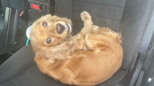 A three-year-old spaniel was rescued by police on Friday after being left in a locked vehicle at Square One mall in Mississauga. (Courtesy: Peel Regional Police)