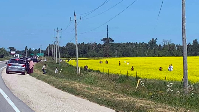 People are seen taking photos in a canola field in Dufferin County over the long weekend. (Ontario Provincial Police)