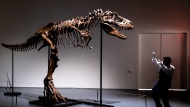 A Sotheby's New York employee demonstrates the size of a Gorgosaurus dinosaur skeleton, the first to be offered at auction, Tuesday, July 5, 2022, in New York. (AP Photo/Julia Nikhinson)