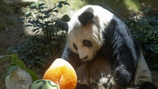 Chinese Giant panda