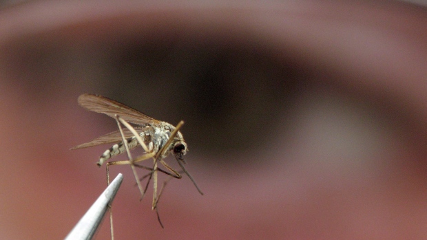 L’autorità sanitaria pubblica di Toronto ha trovato il virus del Nilo occidentale in cinque stagni di zanzare